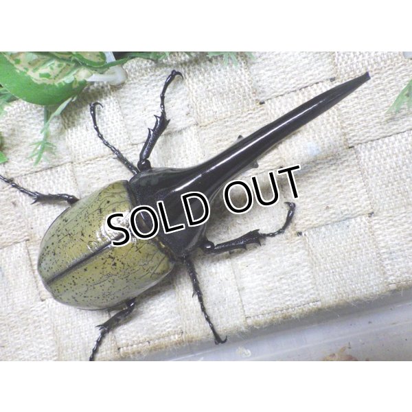 画像3: Dh.ヘラクレスオオカブト☆♂133ミリ新成虫単品 (3)
