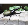 画像2: Dh.ヘラクレスオオカブト☆♂133ミリ新成虫単品 (2)