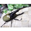 画像1: Dh.ヘラクレスオオカブト☆♂133ミリ新成虫単品 (1)