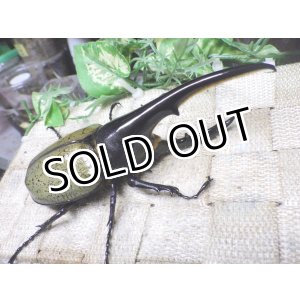 画像: Dh.ヘラクレスオオカブト☆♂133ミリ新成虫単品