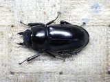 画像: ウエストウッディ( Lower Subansiri)産☆♀38ミリ新成虫単品　(2)（2025年ブリード用）