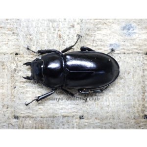 画像: ウエストウッディ( Lower Subansiri)産☆♀38ミリ新成虫単品　(2)（2025年ブリード用）