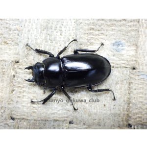画像: ウエストウッディ( Lower Subansiri)産☆♀37.5ミリ新成虫単品（2025年ブリード用）