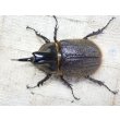 画像3: ヒルタスヘラヅノカブト☆♂55ミリ♀40ミリ新成虫別血統ペア (3)