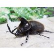 画像1: ヒルタスヘラヅノカブト☆♂55ミリ♀40ミリ新成虫別血統ペア (1)