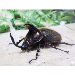 画像: ヒルタスヘラヅノカブト☆♂55ミリ新成虫単品