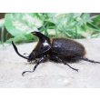 画像2: ヒルタスヘラヅノカブト☆♂55ミリ♀40ミリ新成虫別血統ペア (2)