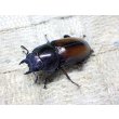 画像5: ウムハンギノコギリクワガタ☆♂64ミリ♀34ミリ新成虫別血統ペア (5)