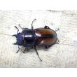 画像4: ウムハンギノコギリクワガタ☆♂64ミリ♀34ミリ新成虫別血統ペア (4)