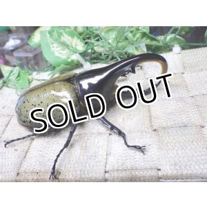 画像: Dh.ヘラクレスオオカブト☆♂107ミリ C品 新成虫単品　