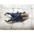 画像1: ウムハンギノコギリクワガタ☆♂64ミリ♀34ミリ新成虫別血統ペア (1)