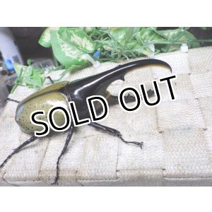 画像: Dh.ヘラクレスオオカブト☆♂120ミリA- 新成虫単品　(17)　