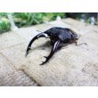画像2: ウムハンギノコギリクワガタ☆♂64ミリ♀34ミリ新成虫別血統ペア (2)
