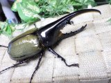 画像: Dh.ヘラクレスオオカブト☆♂125ミリ新成虫単品