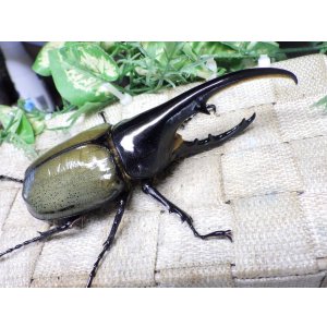 画像: Dh.ヘラクレスオオカブト☆♂125ミリ新成虫単品