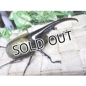 画像: Dh.ヘラクレスオオカブト☆♂125ミリ新成虫単品