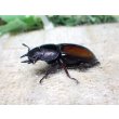 画像6: ウムハンギノコギリクワガタ☆♂64ミリ♀34ミリ新成虫別血統ペア (6)