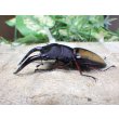 画像3: ウムハンギノコギリクワガタ☆♂64ミリ♀34ミリ新成虫別血統ペア (3)