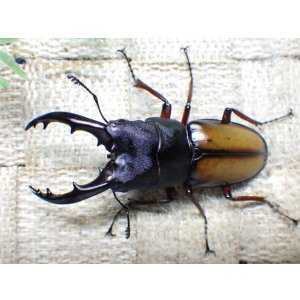 画像: ウムハンギノコギリクワガタ☆♂58ミリ♀33ミリ新成虫ペア