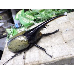 画像: Dh.ヘラクレスオオカブト☆♂130ミリ新成虫単品