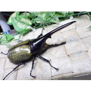 画像: Dh.ヘラクレスオオカブト☆♂116ミリ新成虫単品　(20)　