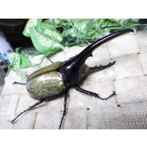画像: Dh.ヘラクレスオオカブト☆♂114ミリ新成虫単品　(21)　