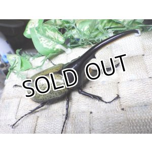 画像: Dh.ヘラクレスオオカブト☆♂114ミリ新成虫単品　(21)　