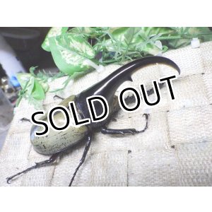 画像: Dh.ヘラクレスオオカブト☆♂115ミリ B品 新成虫単品　