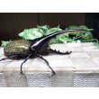 画像2: Dh.ヘラクレスオオカブト☆♂123ミリ新成虫単品　(22)　 (2)
