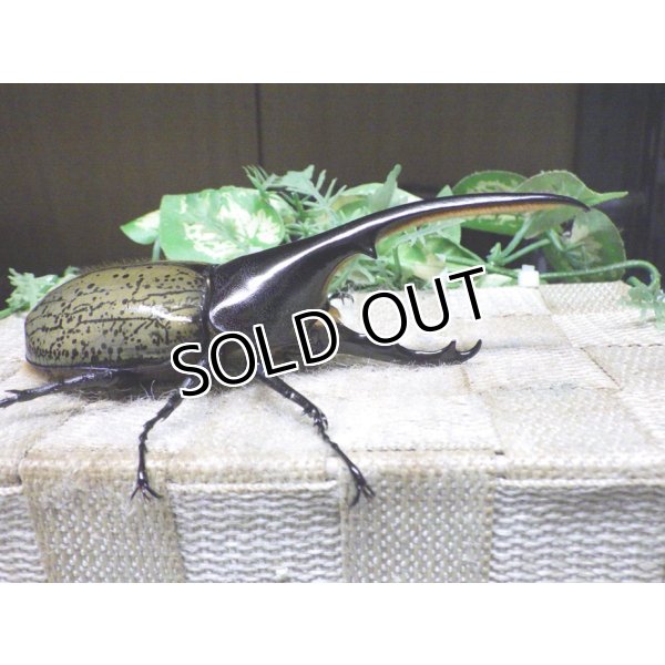 画像2: Dh.ヘラクレスオオカブト☆♂123ミリ新成虫単品　(22)　 (2)
