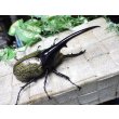 画像1: Dh.ヘラクレスオオカブト☆♂123ミリ新成虫単品　(22)　 (1)