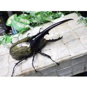 画像: Dh.ヘラクレスオオカブト☆♂123ミリ新成虫単品　(22)　