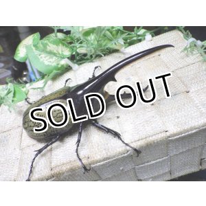 画像: Dh.ヘラクレスオオカブト☆♂123ミリ新成虫単品　(22)　