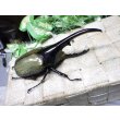 画像1: Dh.ヘラクレスオオカブト☆♂128ミリ新成虫単品 (1)