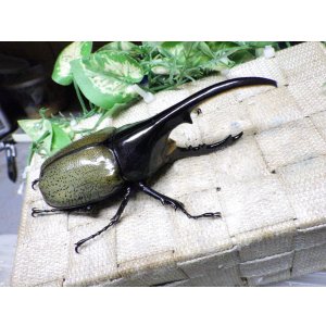 画像: Dh.ヘラクレスオオカブト☆♂128ミリ新成虫単品