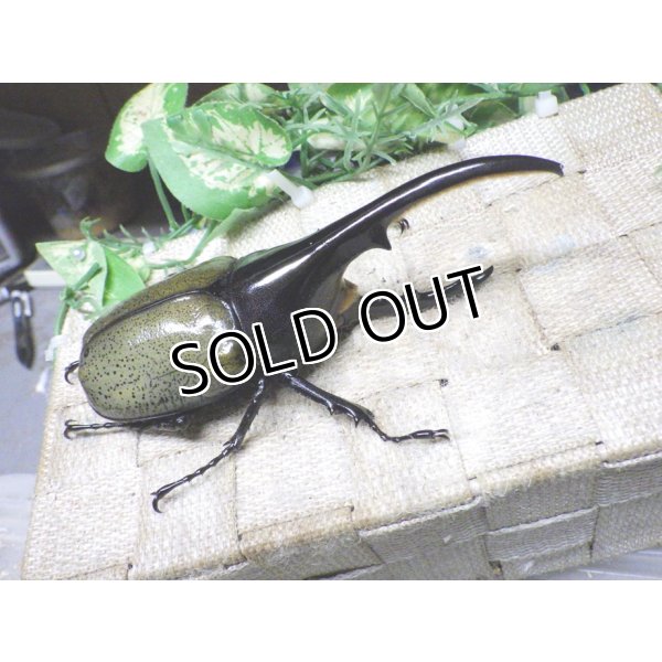 画像1: Dh.ヘラクレスオオカブト☆♂128ミリ新成虫単品 (1)