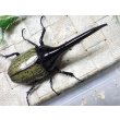 画像3: Dh.ヘラクレスオオカブト☆♂123ミリ新成虫単品　(22)　 (3)