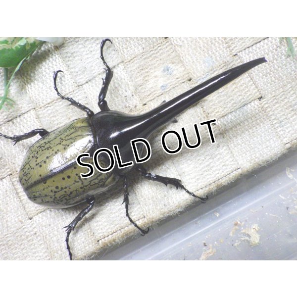 画像3: Dh.ヘラクレスオオカブト☆♂123ミリ新成虫単品　(22)　 (3)