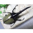 画像3: Dh.ヘラクレスオオカブト☆♂128ミリ新成虫単品 (3)