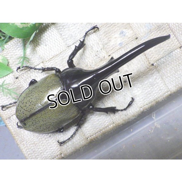 画像3: Dh.ヘラクレスオオカブト☆♂128ミリ新成虫単品 (3)