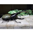 画像2: Dh.ヘラクレスオオカブト☆♂128ミリ新成虫単品 (2)
