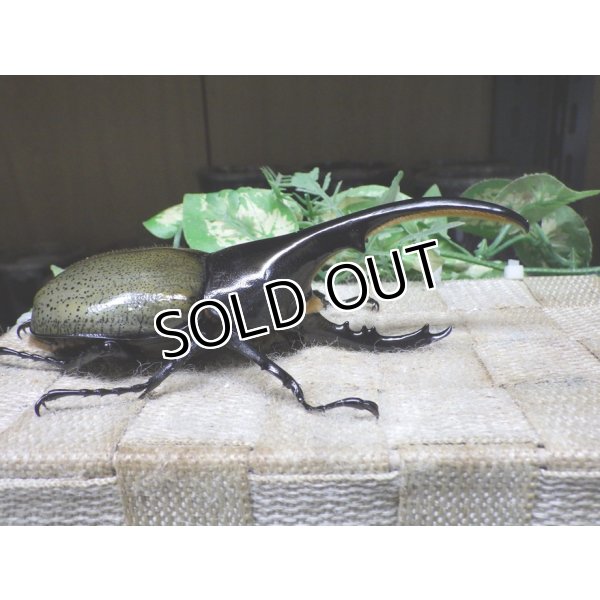 画像2: Dh.ヘラクレスオオカブト☆♂128ミリ新成虫単品 (2)
