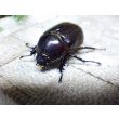 画像4: ヒルタスヘラヅノカブト☆♂55ミリ♀40ミリ新成虫別血統ペア (4)