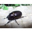 画像5: ヒルタスヘラヅノカブト☆♂55ミリ♀40ミリ新成虫別血統ペア (5)