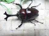 画像: 国産カブトムシ☆♂Mサイズ♀フリーサイズ新成虫ペア