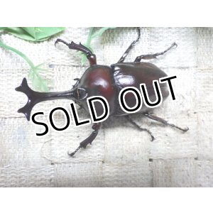 画像: 国産カブトムシ☆♂Mサイズ♀フリーサイズ新成虫ペア