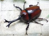 画像: 国産カブトムシ☆♂Lサイズ♀フリーサイズ新成虫ペア