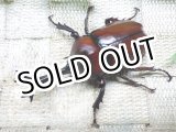 画像: 国産カブトムシ☆♂Lサイズ♀フリーサイズ新成虫ペア