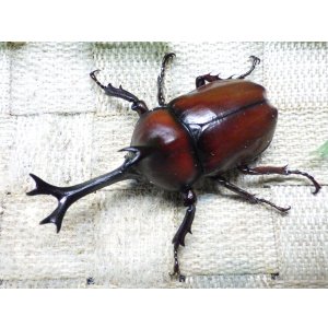 画像: 国産カブトムシ☆♂Lサイズ♀フリーサイズ新成虫ペア