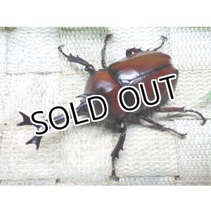 画像: 国産カブトムシ☆♂Lサイズ♀フリーサイズ新成虫ペア